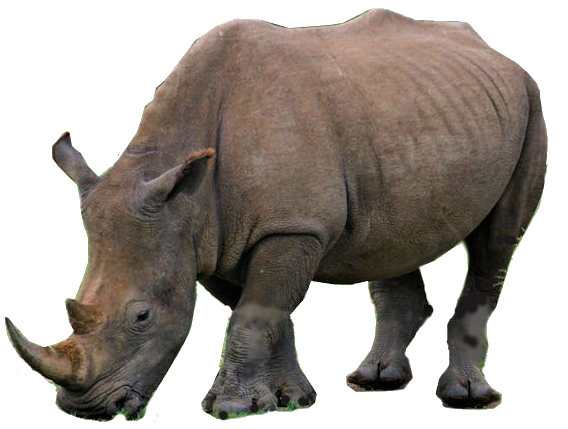 rhino.png