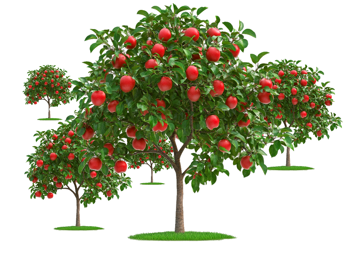 smallappleorchard.png