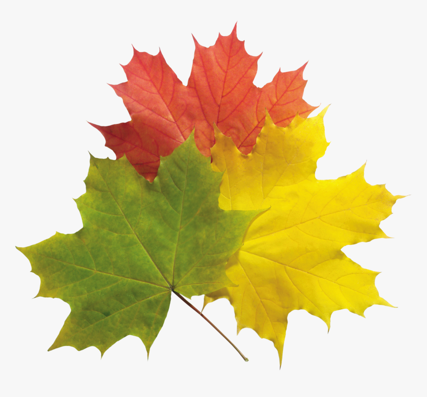fallleaves.png